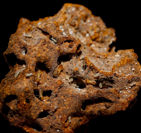 How fungus-farming termites protect their fungal gardens from invading weeds