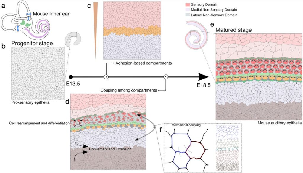 Kompartment Konnection How the Cochlea Coordinates for a Perfect Design