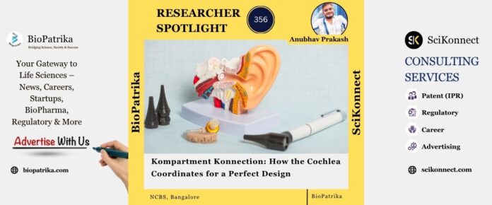 Kompartment Konnection How the Cochlea Coordinates for a Perfect Design