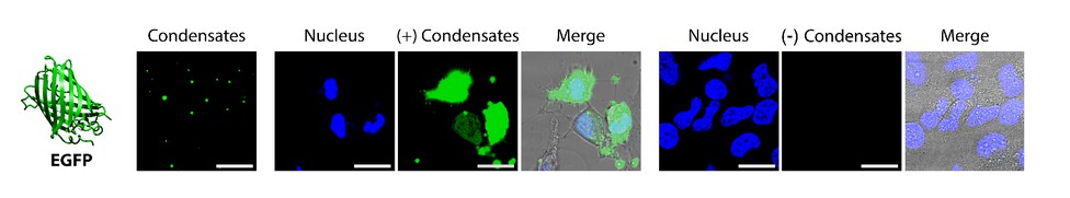 Redox-Sensitive Peptide Condensates Enable Efficient Cellular Cargo Delivery