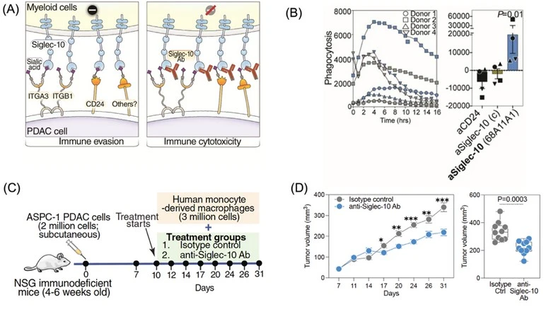 A New Siglec-10 Antibody Reignites the Immune Attack on Pancreatic Cancer