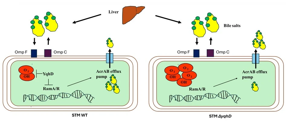 Antioxidant gene yqhD influences susceptibility of Salmonella to bile salts