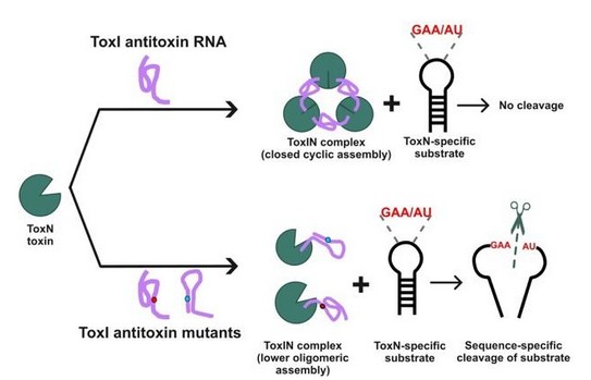 Antitoxin RNA Pseudoknot Governs Toxin Regulation and Complex Formation