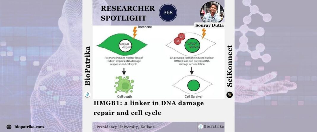 HMGB1: a linker in DNA damage repair and cell cycle | BioPatrika