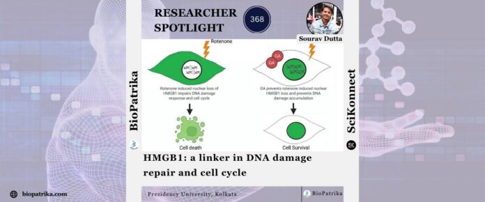 HMGB1 a linker in DNA damage repair and cell cycle