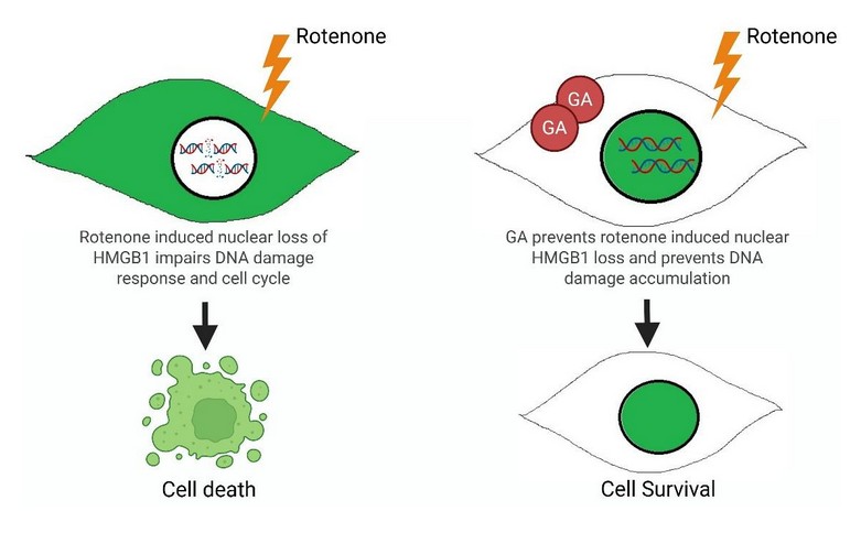 HMGB1 a linker in DNA damage repair and cell cycle