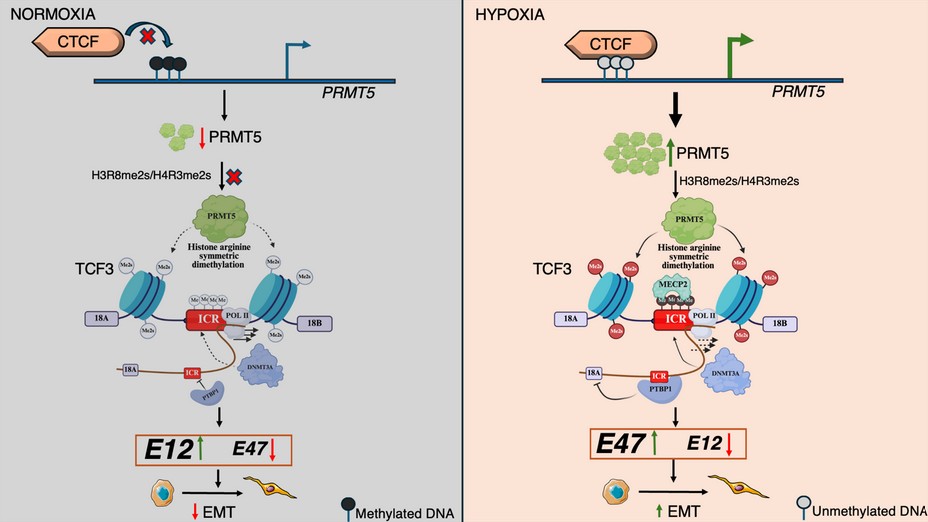 How PRMT5 Drives Breast Cancer Spread Under Hypoxia