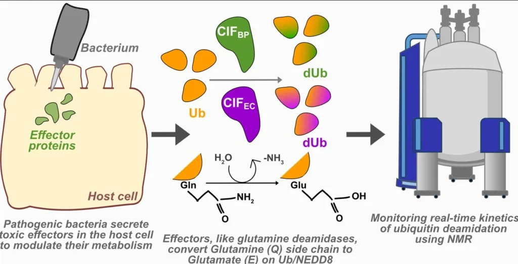 Real-time NMR How bacteria modify host proteins