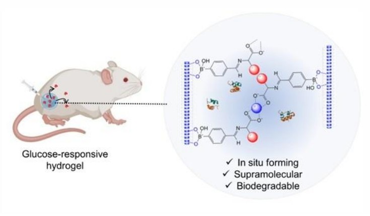 Injectable amino acid–modified G-quartet hydrogel enabling glucose-responsive, sustained insulin release for diabetic therapy.