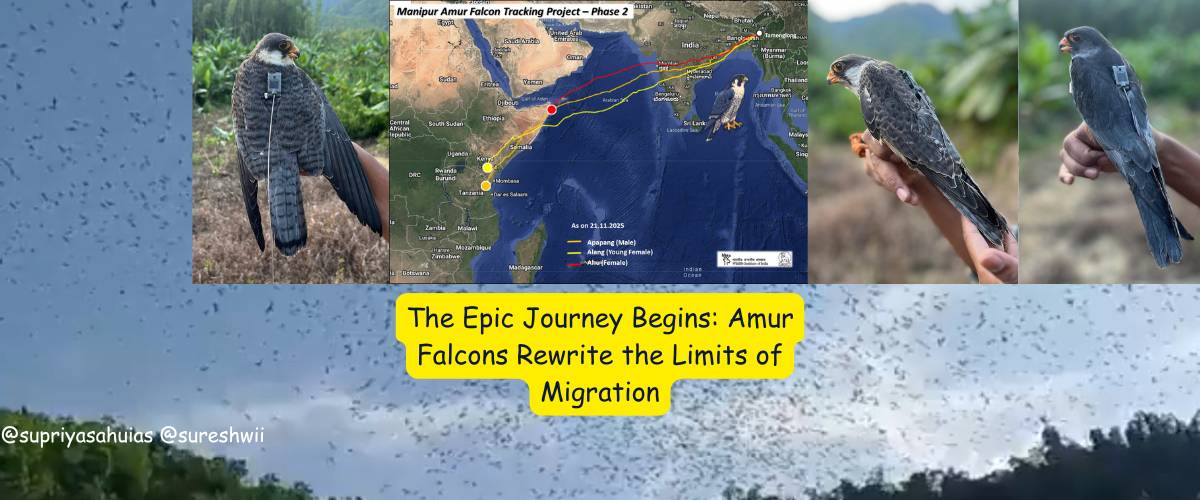 The Epic Journey Begins Amur Falcons Rewrite the Limits of Migration