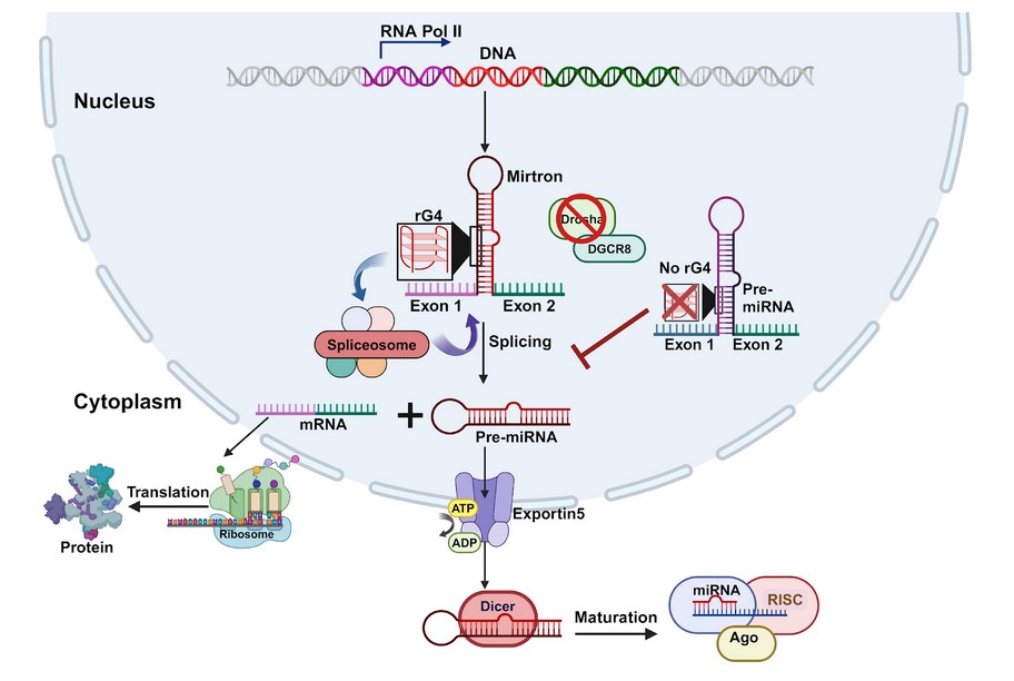The G Factor RNA G-Quadruplexes Drive Mammalian Mirtron Biogenesis