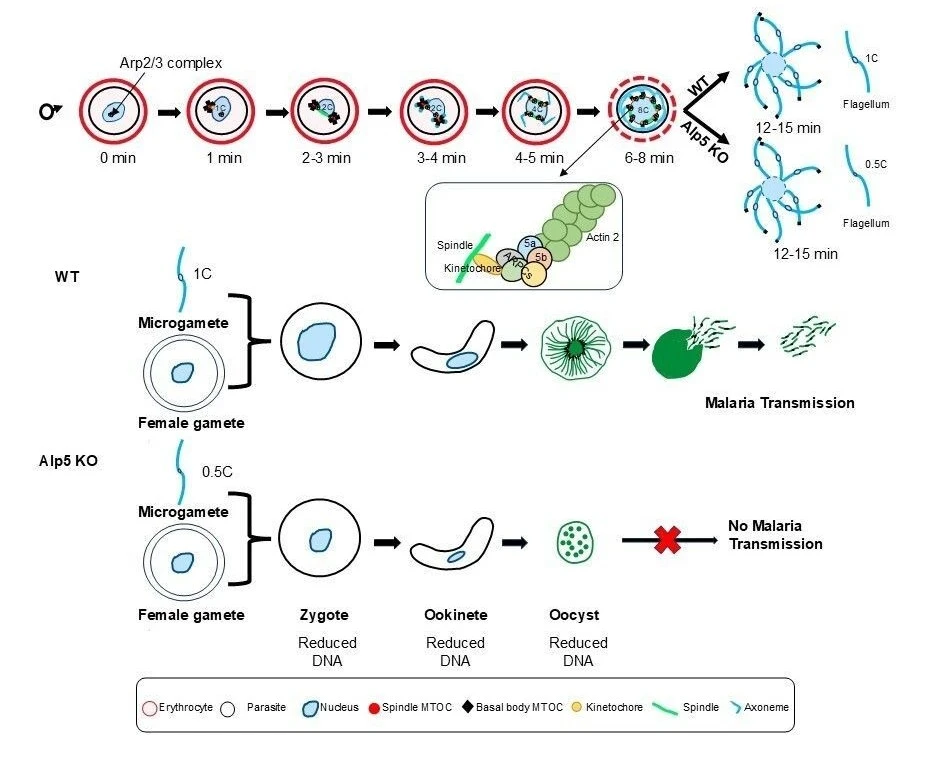 Uncovering actin-like proteins driving DNA segregation during male gametogenesis