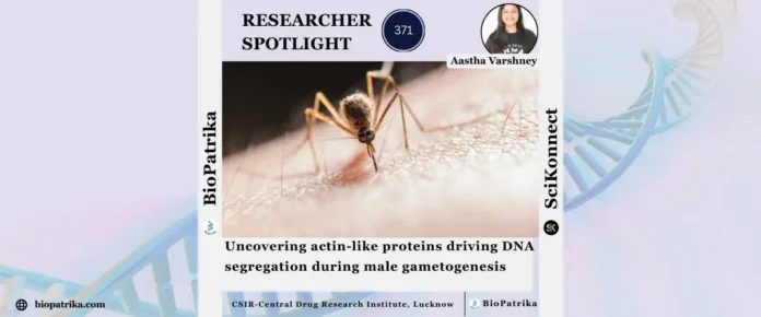 Uncovering actin-like proteins driving DNA segregation during male gametogenesis