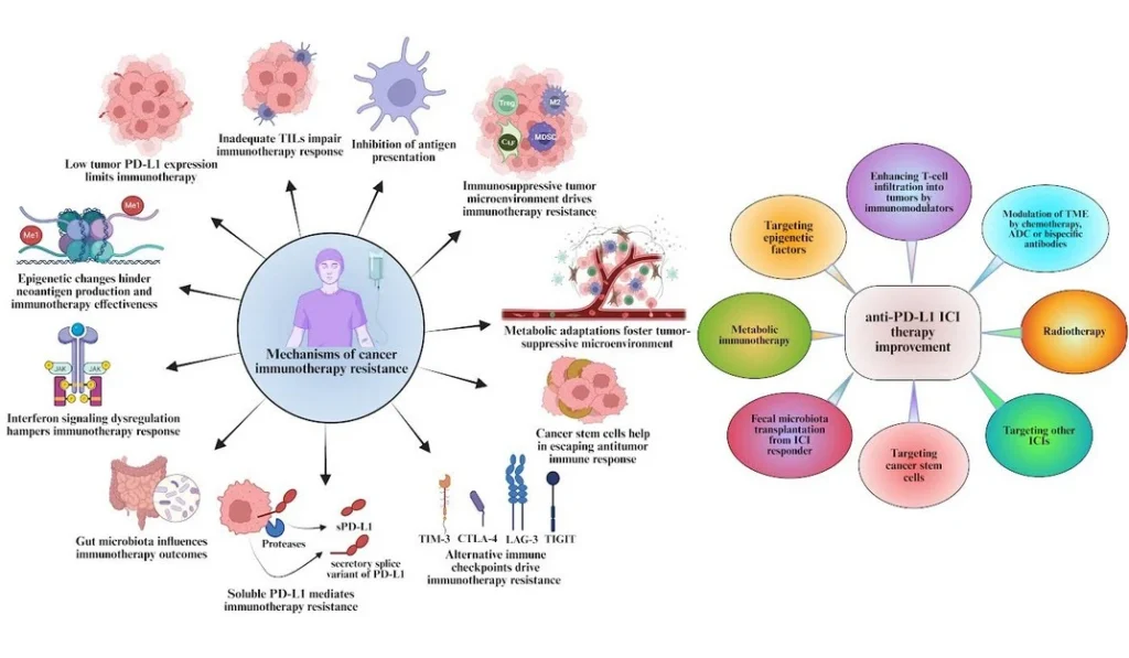 Why some cancers don’t respond to immunotherapy – and how we can change that