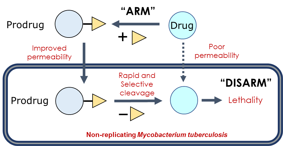 Arm-to-Disarm Re-engineering a TB Drug to Kill Persisters