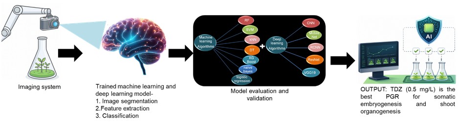 Artificial Intelligence Pioneering a new era in plant tissue culture