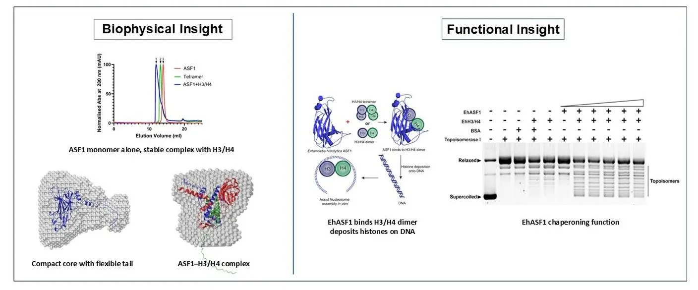 EhASF1 The first histone chaperone uncovered from Entamoeba histolytica