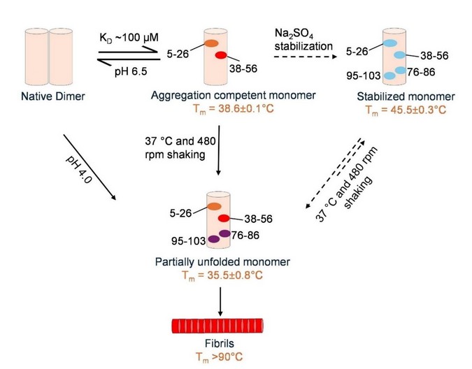 How Amyloid Fibrils Form Diverse Structures in AL Amyloidosis