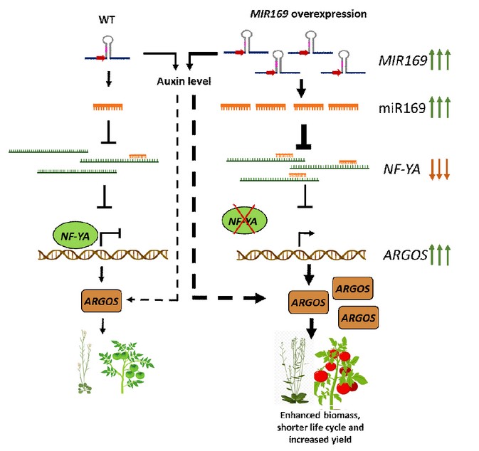How a Conserved MIR169 Pathway Boosts Plant Growth and Yield