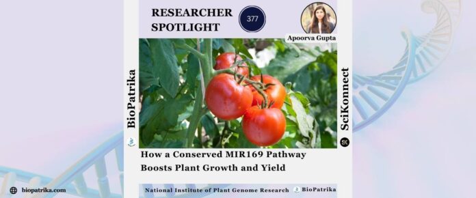 How a Conserved MIR169 Pathway Boosts Plant Growth and Yield