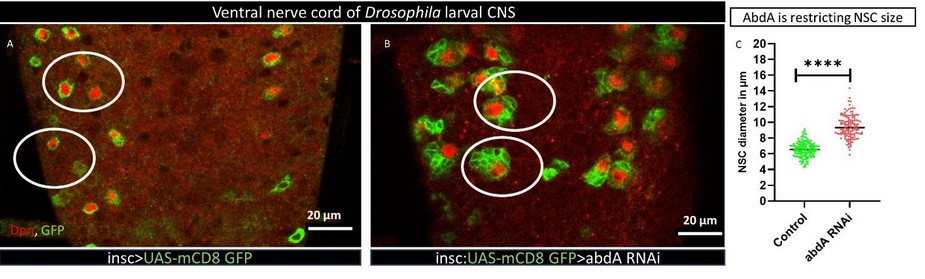 How a Hox Gene Shapes Neural Stem Cell Growth in Drosophila