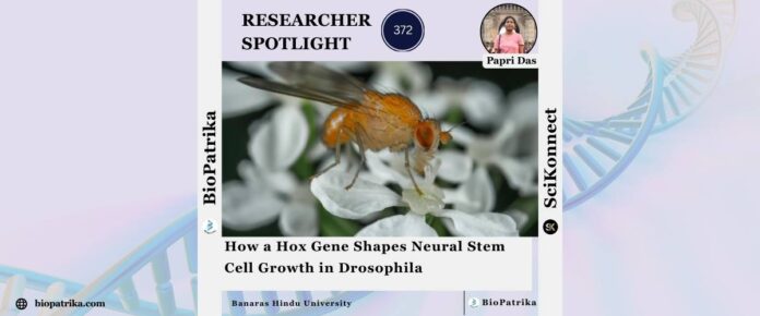 How a Hox Gene Shapes Neural Stem Cell Growth in Drosophila