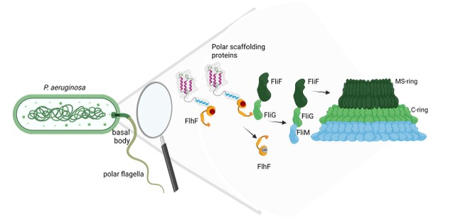 How does P. aeruginosa form a flagellum at the bacterial cell pole 