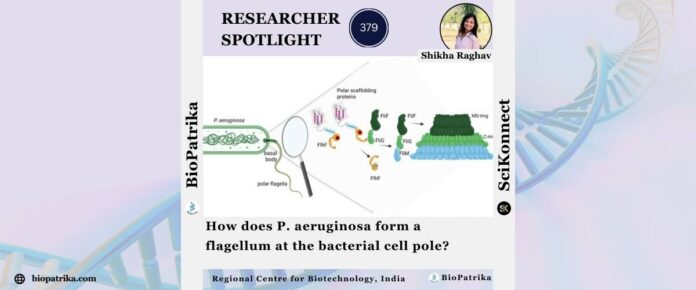 How does P. aeruginosa form a flagellum at the bacterial cell pole