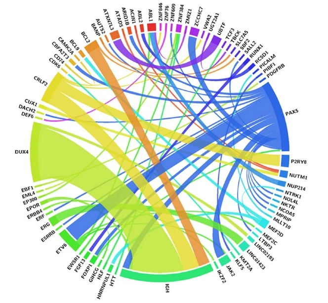 Integrative Genomic Profiling Enhances B-ALL Risk Prediction 