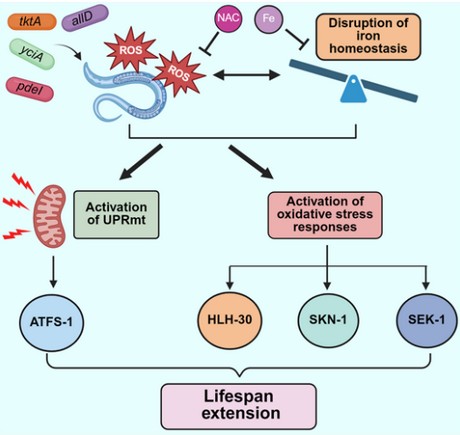 Iron-deplete diet enhances worm lifespan