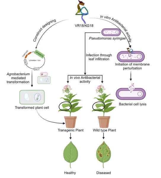 Synthetic Antimicrobial Peptides Protect Tobacco from Bacterial Disease