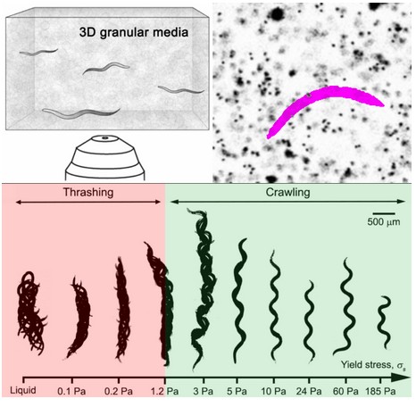 To thrash or crawl environmental mechanics govern transitions in worm motion