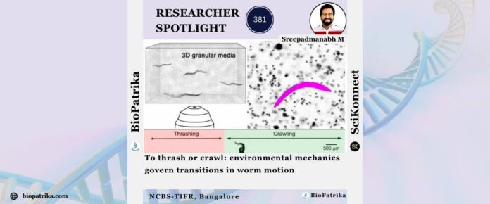 To thrash or crawl environmental mechanics govern transitions in worm motion