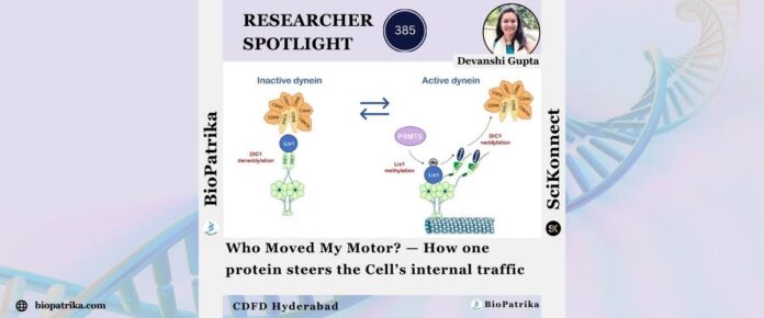 Who Moved My Motor — How one protein steers the Cell’s internal traffic (2)