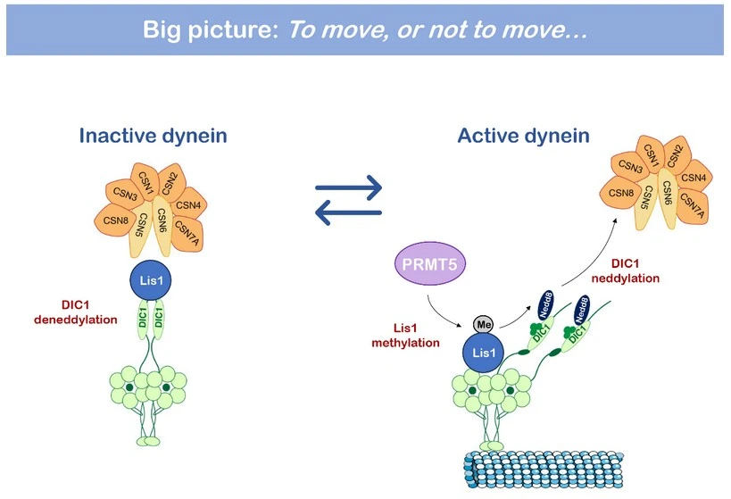 Who Moved My Motor — How one protein steers the Cell’s internal traffic 