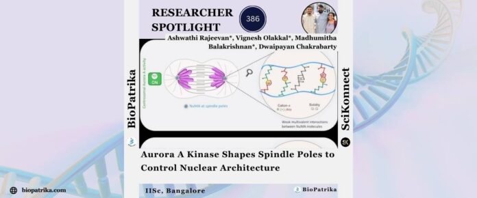 Aurora A Kinase Shapes Spindle Poles to Control Nuclear Architecture