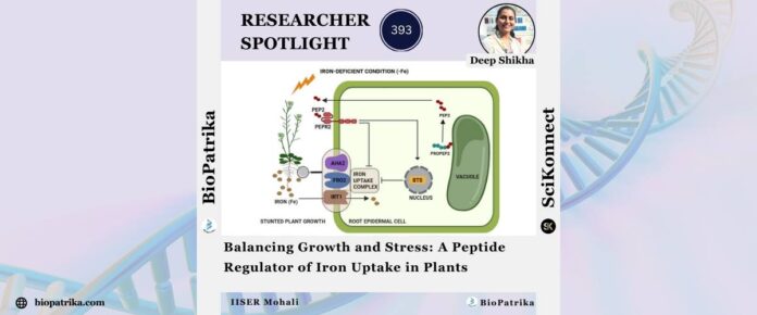 Balancing Growth and Stress A Peptide Regulator of Iron Uptake in Plants