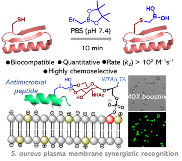 Boronopeptides Enable Precision Imaging of Gram-Positive Bacteria