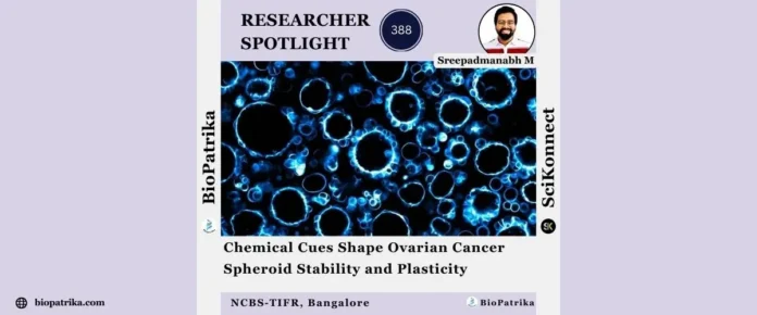 Chemical Cues Shape Ovarian Cancer Spheroid Stability and Plasticity