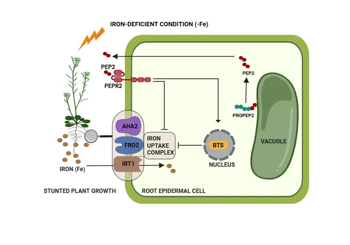Balancing Growth and Stress A Peptide Regulator of Iron Uptake in Plants