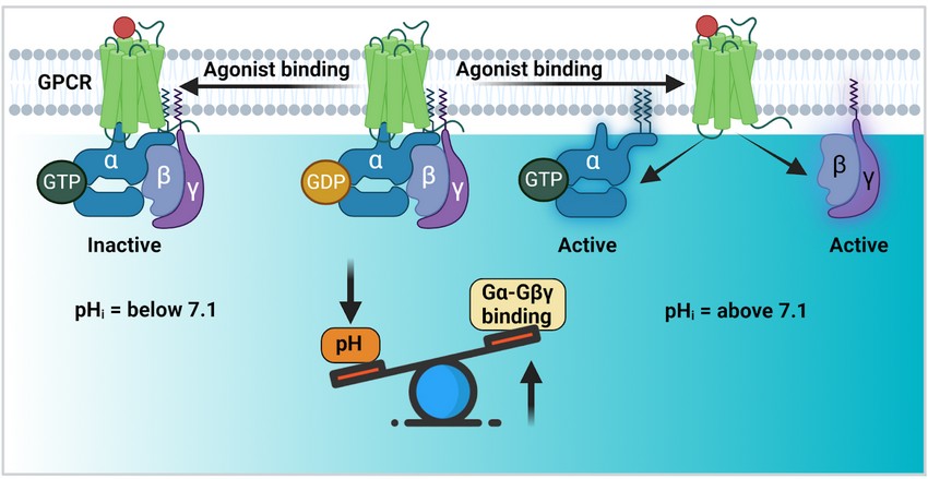 How Cells Sense pH Through G Proteins