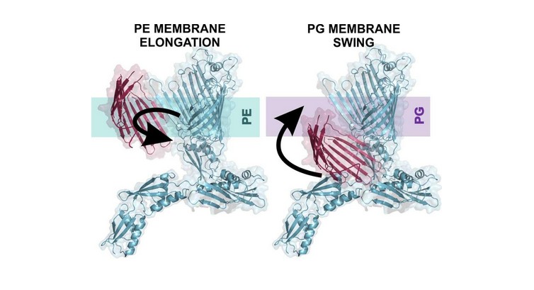 How Membrane Lipids Shape BamA Folding and Antibiotic Targeting