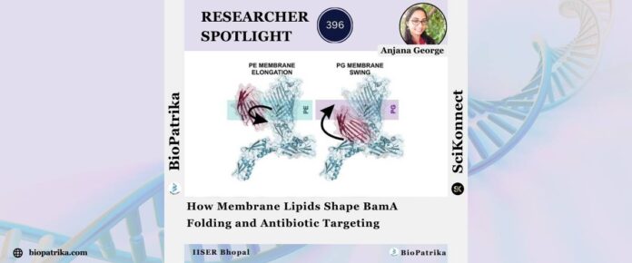 How Membrane Lipids Shape BamA Folding and Antibiotic Targeting