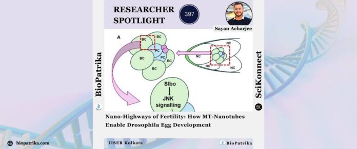 Nano-Highways of Fertility How MT-Nanotubes Enable Drosophila Egg Development