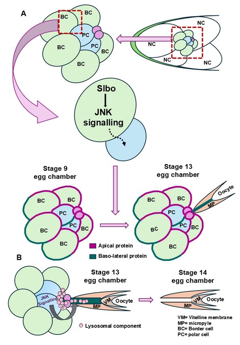 Nano-Highways of Fertility: How MT-Nanotubes Enable Drosophila Egg Development