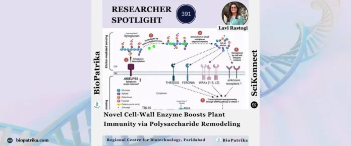 Novel Cell-Wall Enzyme Boosts Plant Immunity via Polysaccharide Remodeling