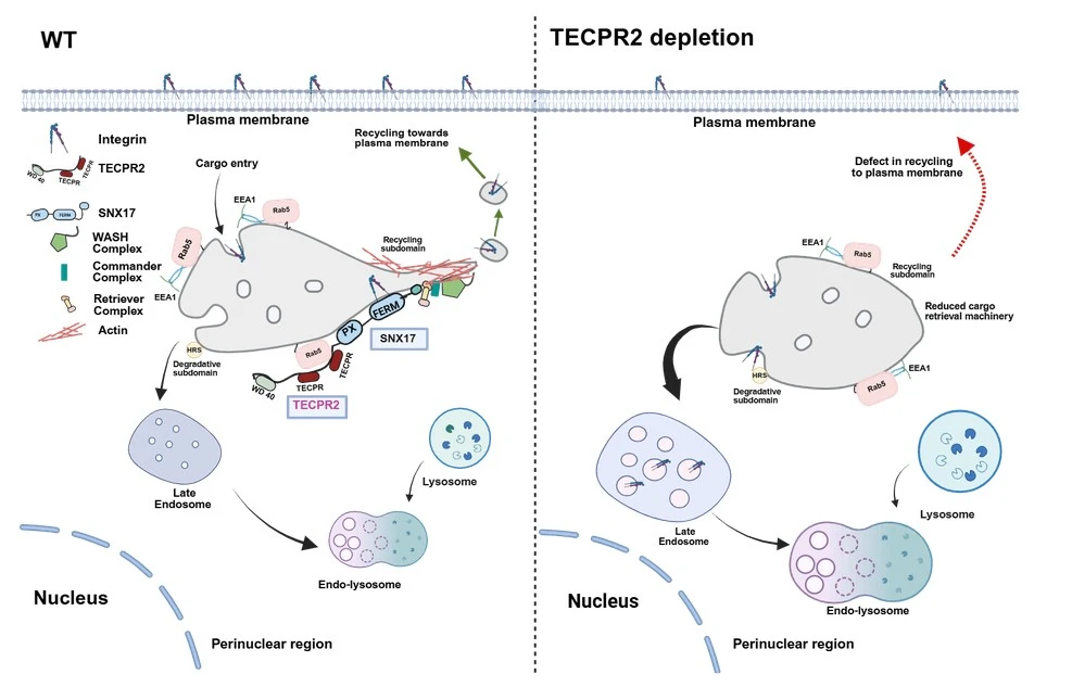 TECPR2 Safeguards Neuronal Health by Regulating Endosomal Recycling