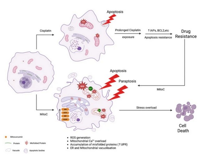 Targeting Organellar Stress to Overcome Chemoresistance in Lung Cancer