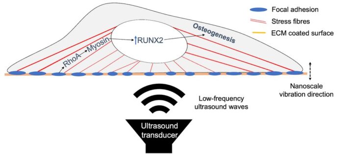 Ultrasound Nanoscale Forces Drive Bone-Forming Stem Cell Differentiation