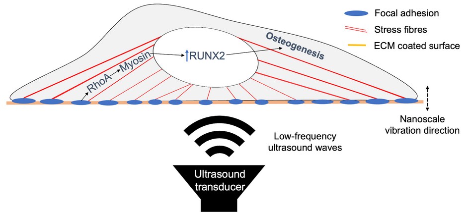 Ultrasound Nanoscale Forces Drive Bone-Forming Stem Cell Differentiation